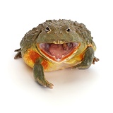 African Bullfrog, eating