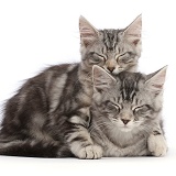 Silver tabby kittens, sleeping