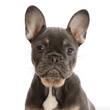 Blue-and-tan French Bulldog puppy portrait