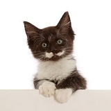 Black-and-white kitten, 8 weeks old, paws over