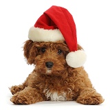 Red Cavapoo puppy wearing a Santa hat