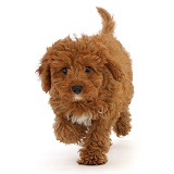 Red Cavapoo puppy, running