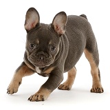 Blue-and-tan French Bulldog puppy