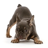 Blue-and-tan French Bulldog puppy in play-bow