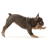 Blue-and-tan French Bulldog puppy running across