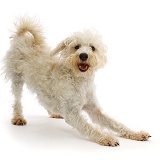 Cream coloured Schnoodle in play-bow