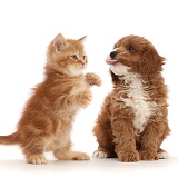 Ginger kitten and Cavapoo puppy