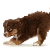 Mini American Shepherd puppy, 7 weeks old, walking