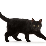 Black kitten striding across