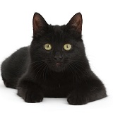 Black kitten lying with head up