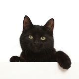 Black kitten paws over