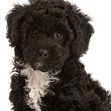 Black Poodle-cross puppy