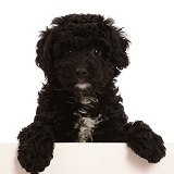 Black Poodle-cross puppy with paws over