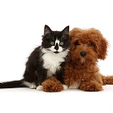 Black-and-white kitten and red Cavapoo puppy