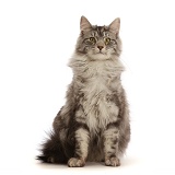 Silver tabby cat sitting