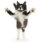 Black-and-white kitten jumping up and reaching out both paws
