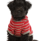 Black Poodle-cross puppy wearing a stripy hoody