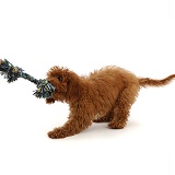 Red Cavapoo puppy playing tug o war with a ragger toy