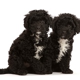 Two black Poodle-cross puppy