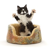 Black-and-white kitten in basket, jumping up with spread paws