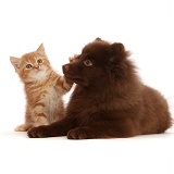 Ginger kitten and Chocolate Pomeranian puppy