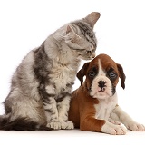 Silver tabby kitten and Boxer puppy