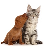 Red Dachshund puppy kissing Silver tabby kitten