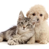 Silver tabby kitten and Cavapoochon puppy