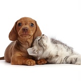 Silver tabby kitten with red Dachshund puppy