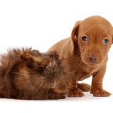 Red Dachshund puppy and Guinea pig
