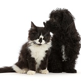 Black Poodle-cross puppy with black-and-white kitten