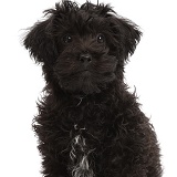 Black Poodle-cross puppy