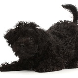 Black Poodle-cross puppy in play-bow