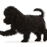 Black Poodle-cross puppy, walking across