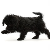 Black Poodle-cross puppy walking across