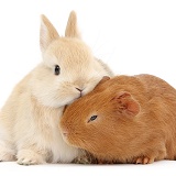 Yellow baby bunny with red baby Guinea pig