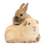 Yellow Guinea pig and brown bunny together