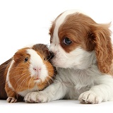 Blenheim Cavalier pup and Guinea pig
