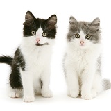 Black-and-white and grey-and-white Persian-cross kittens