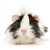 Black-and-white bad-hair-day Guinea pig