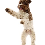 Lagotto Romagnolo jumping up