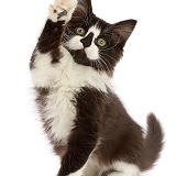 Black-and-white kitten sitting up and reaching up