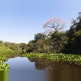 Vegetation along the Miranda River, Pantanal area of Brazil