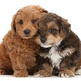 Two Cavapoo puppies nuzzling