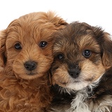 Two Cavapoo puppies