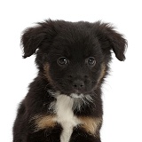 Mini American Shepherd puppy, 7 weeks old