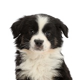 Mini American Shepherd puppy, 7 weeks old