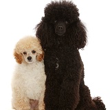 Cream Toy Poodle puppy, and black adult