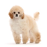 Toy Poodle puppy, 13 weeks old, standing