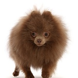 Brown Pomeranian walking